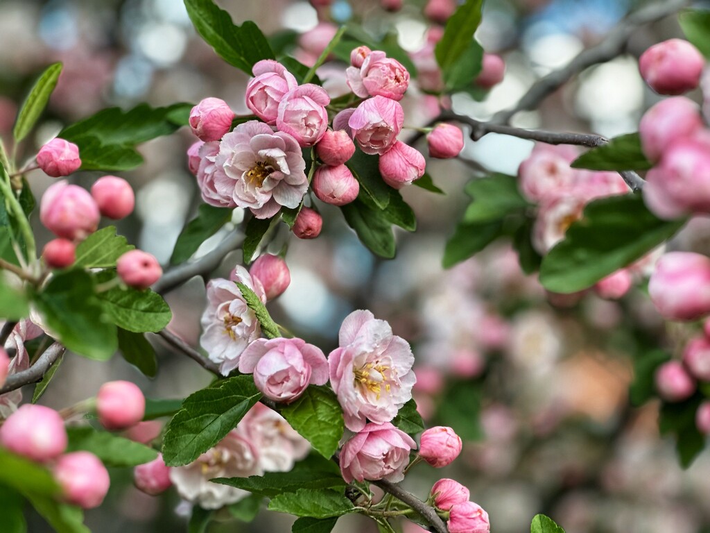 Crab Apple  by pusspup