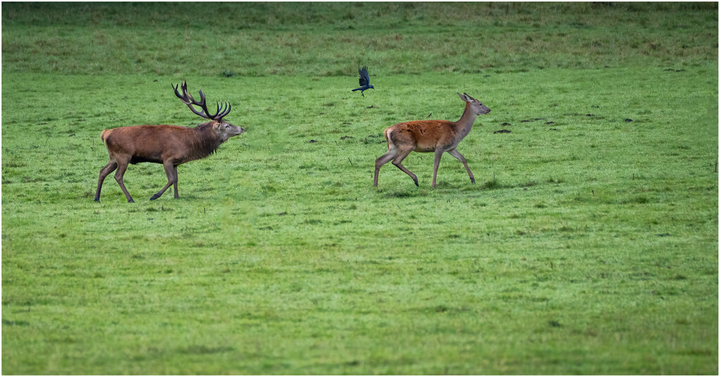 Red Deer, Ashton Court. by clifford