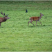 Red Deer, Ashton Court.