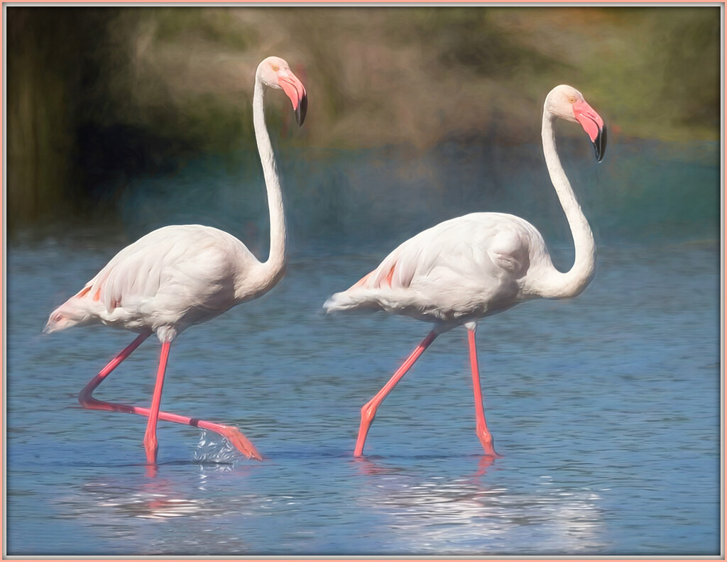 Happy Flamingo Friday by ludwigsdiana