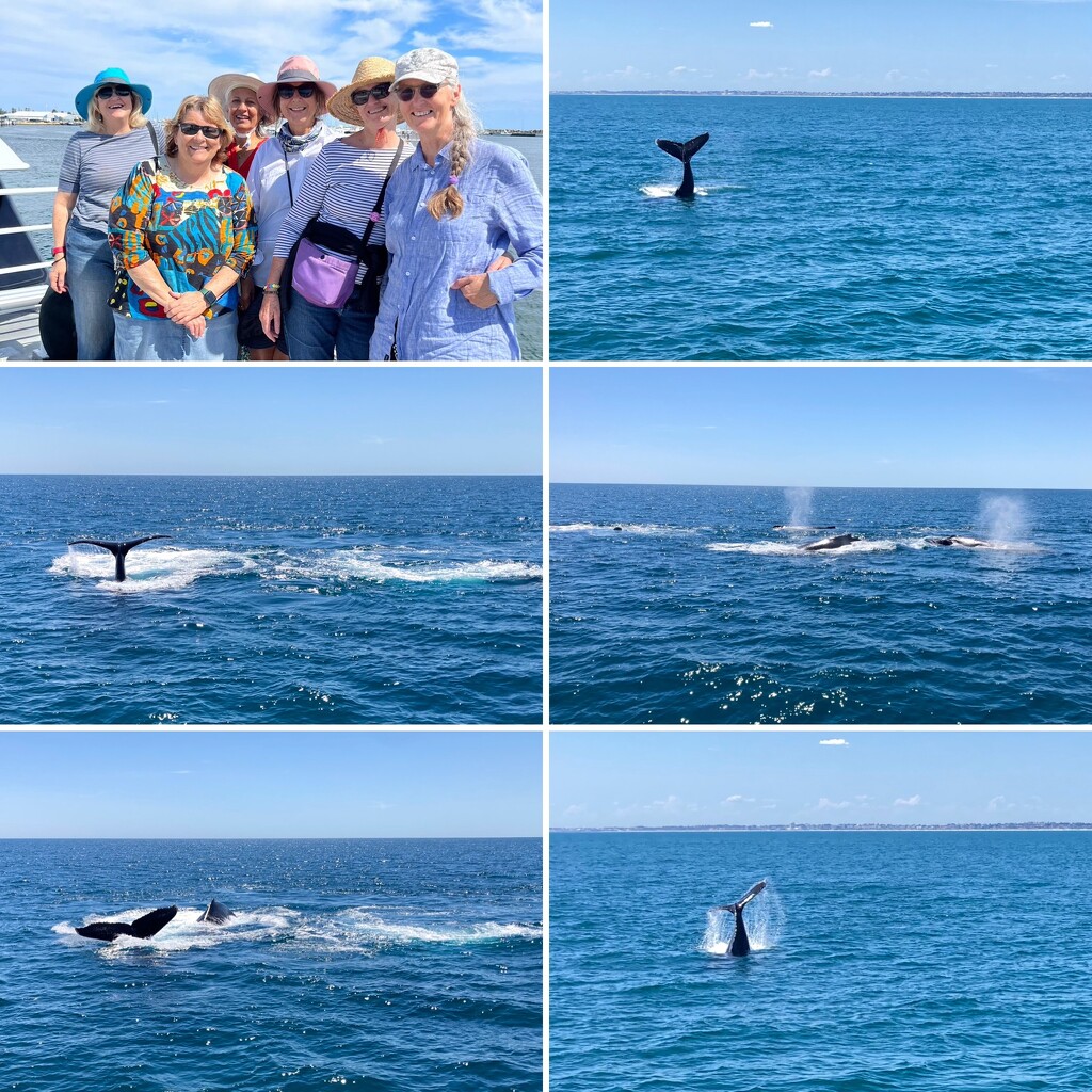 We Went Whale Watching! by narayani