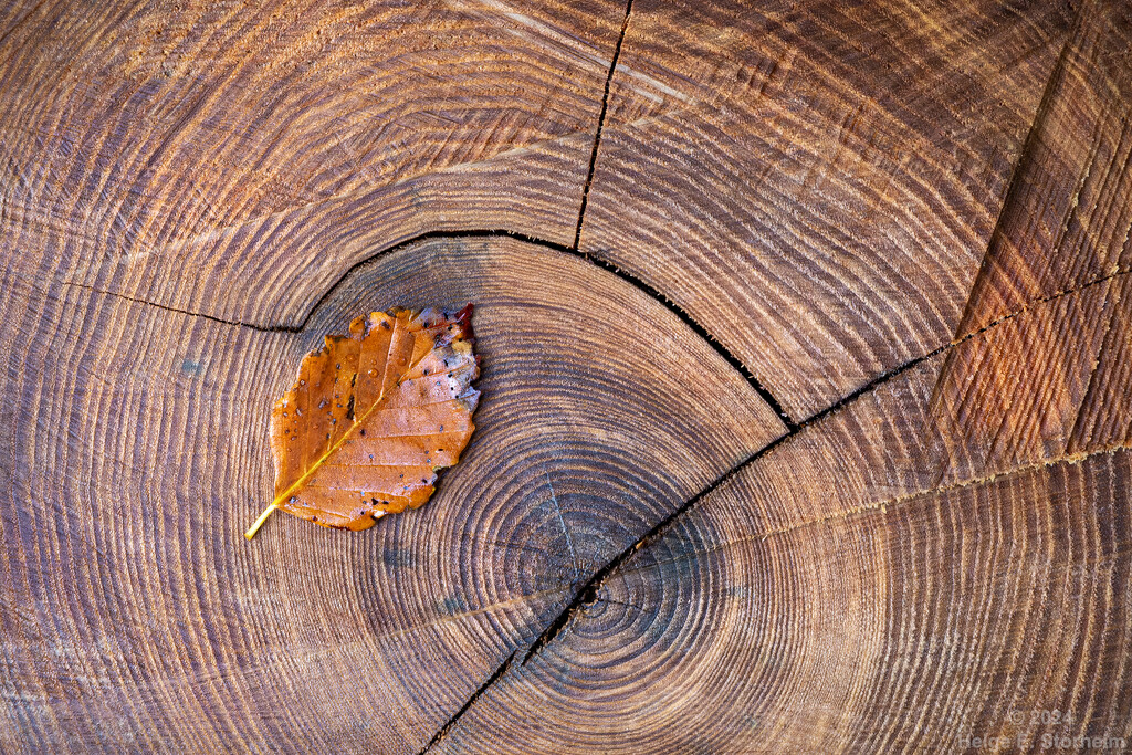 Tree stump and leaf by helstor365