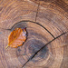 Tree stump and leaf