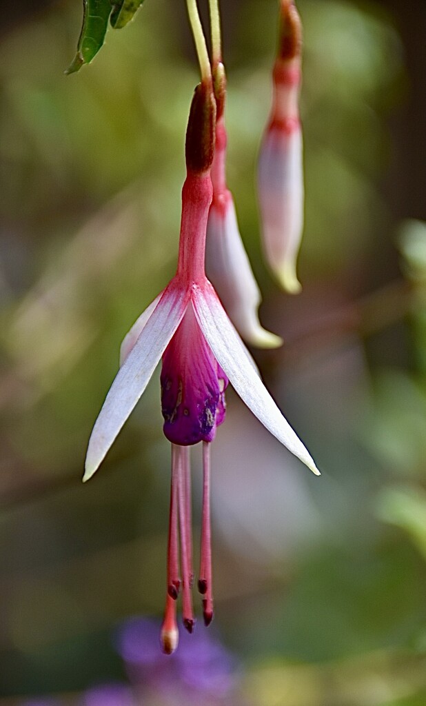 Another Fuchsia  by wakelys