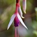 Another Fuchsia 