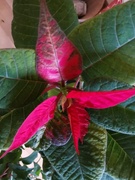 5th Mar 2024 - Poinsettia 