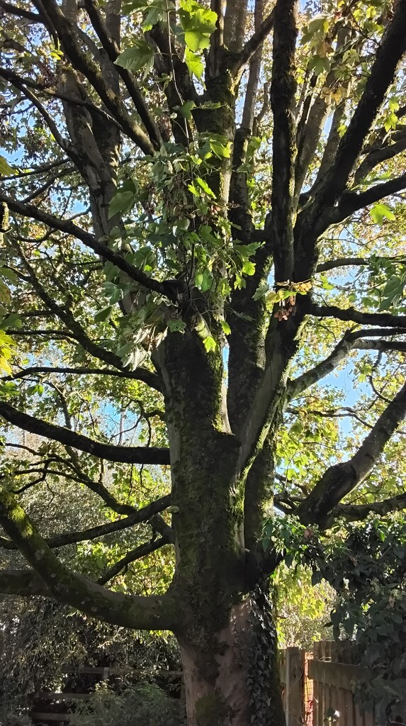 Sycamore tree in Eachill. Rishton.  by grace55