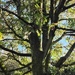 Sycamore tree in Eachill. Rishton. 