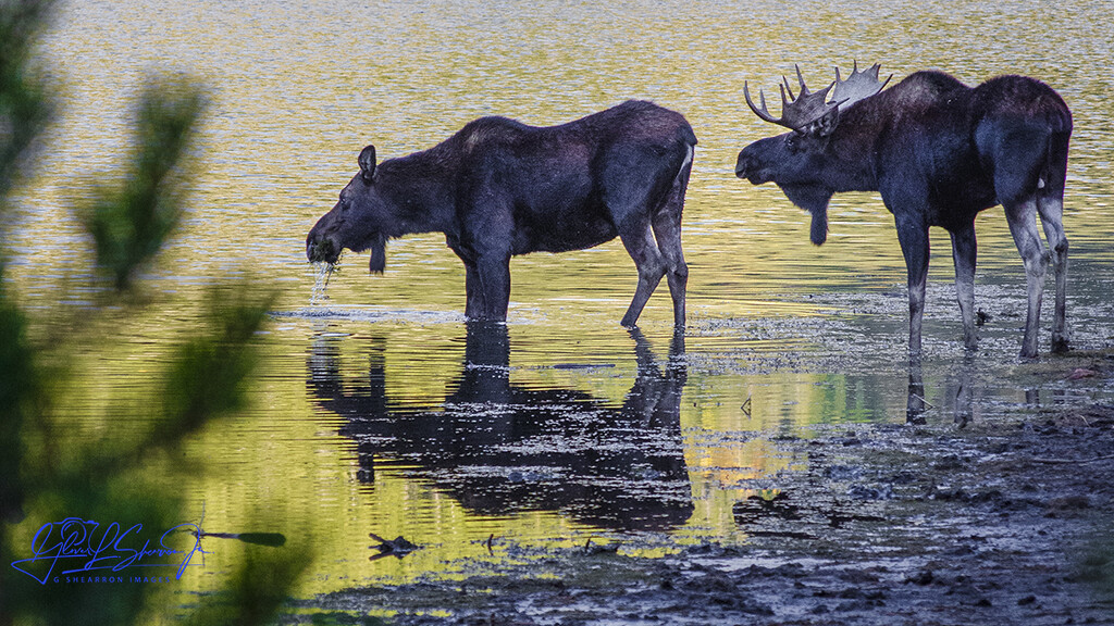 A pair of moose enjoy a cool drink in the lake as the sun sets by ggshearron