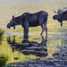 A pair of moose enjoy a cool drink in the lake as the sun sets