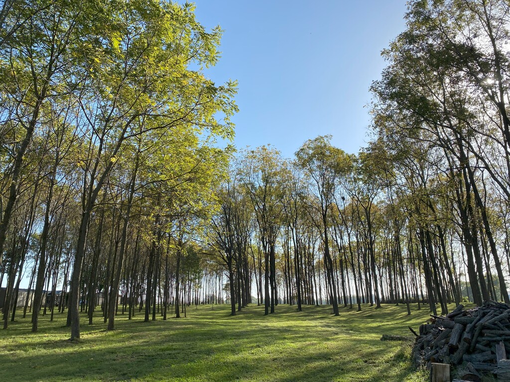 Black Walnut Trees by tunia