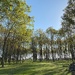 Black Walnut Trees