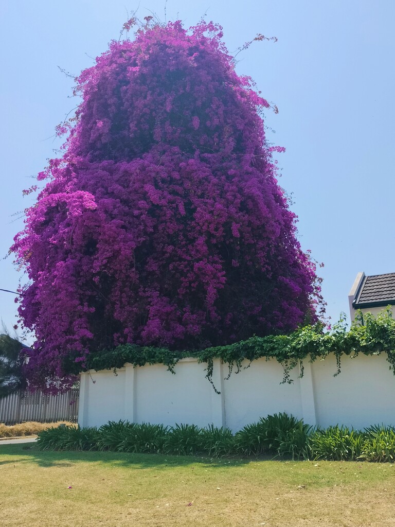 Bougainvillea monster by mdry