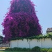 Bougainvillea monster