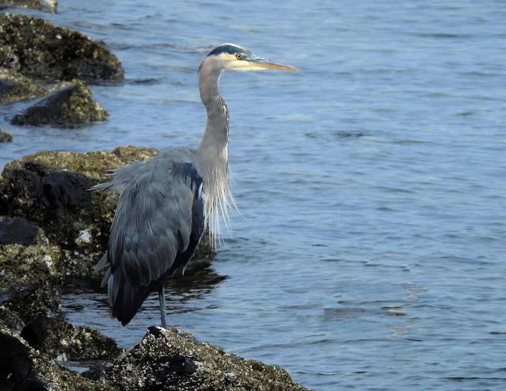 Great Blue Heron by seattlite