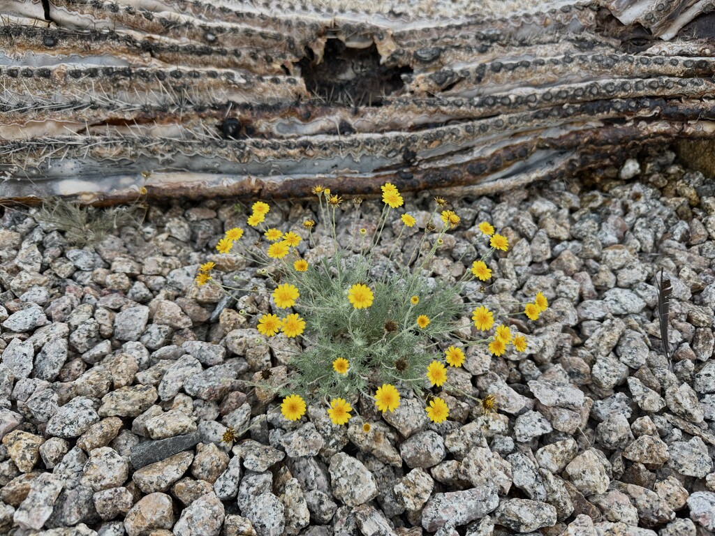 Flowers and fallen Saguaro by sandlily