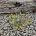 Flowers and fallen Saguaro