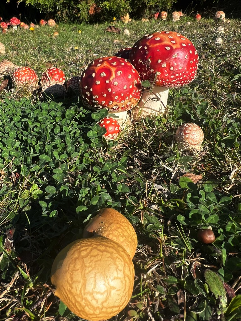 Fungus City by tinley23