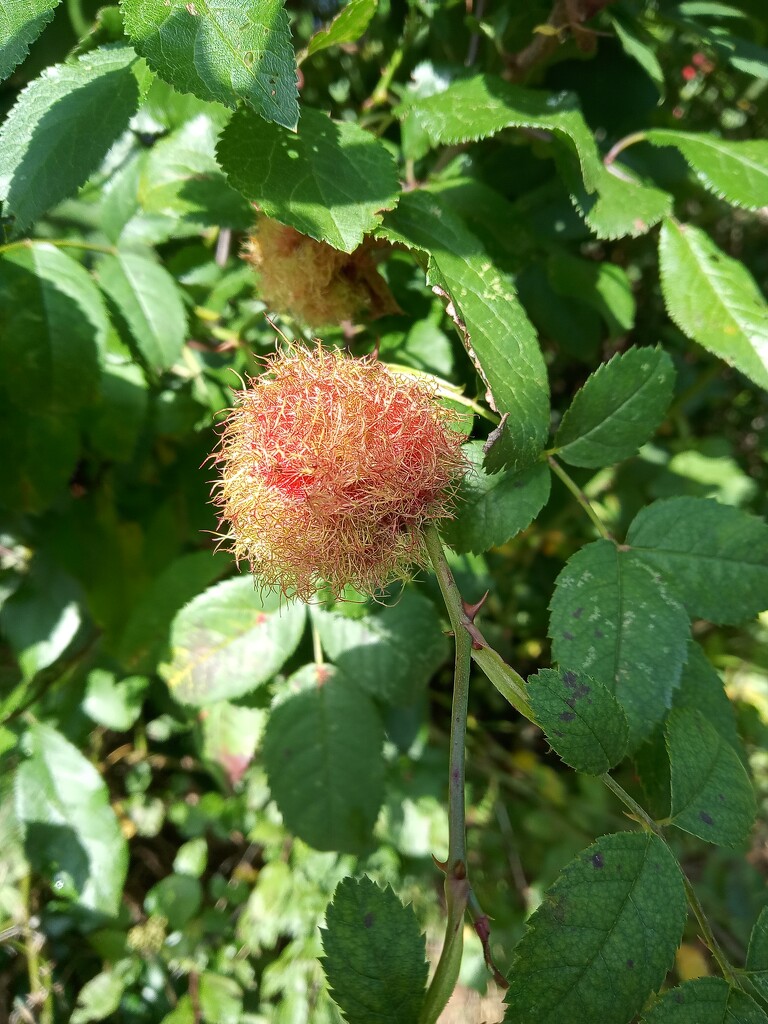 Robins Pincushion dog rose  by 365projectorgjoworboys