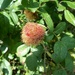 Robins Pincushion dog rose 