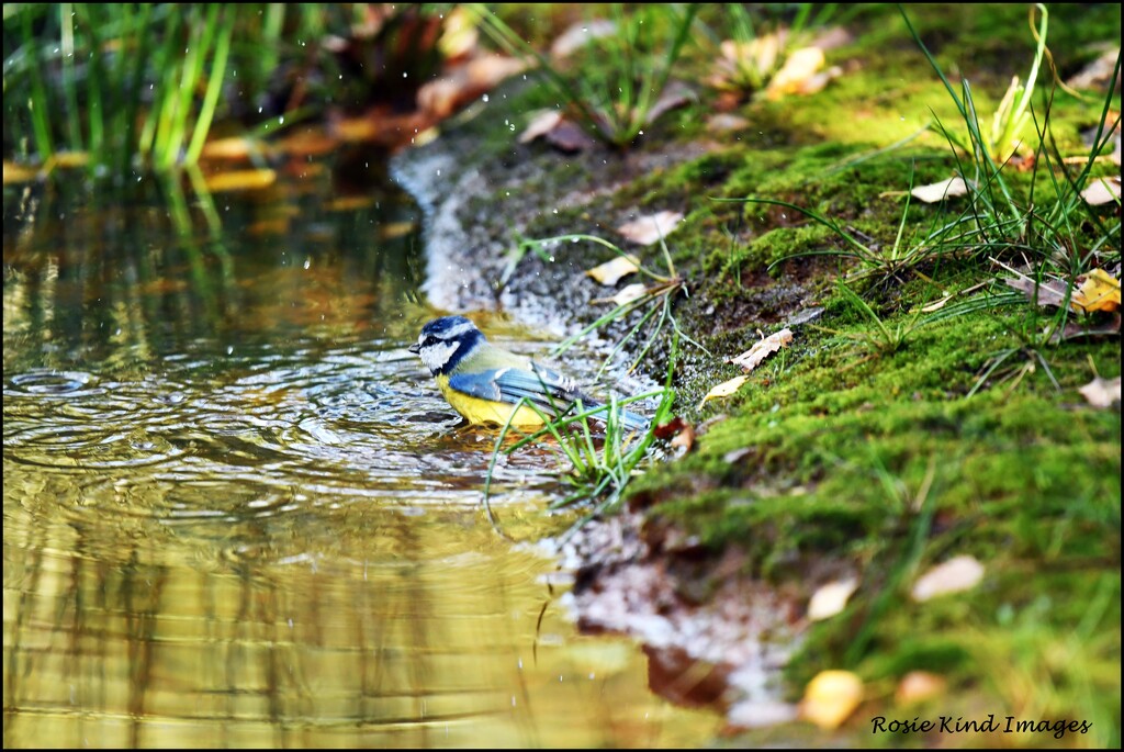 Bathing blue tit by rosiekind