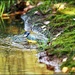 Bathing blue tit