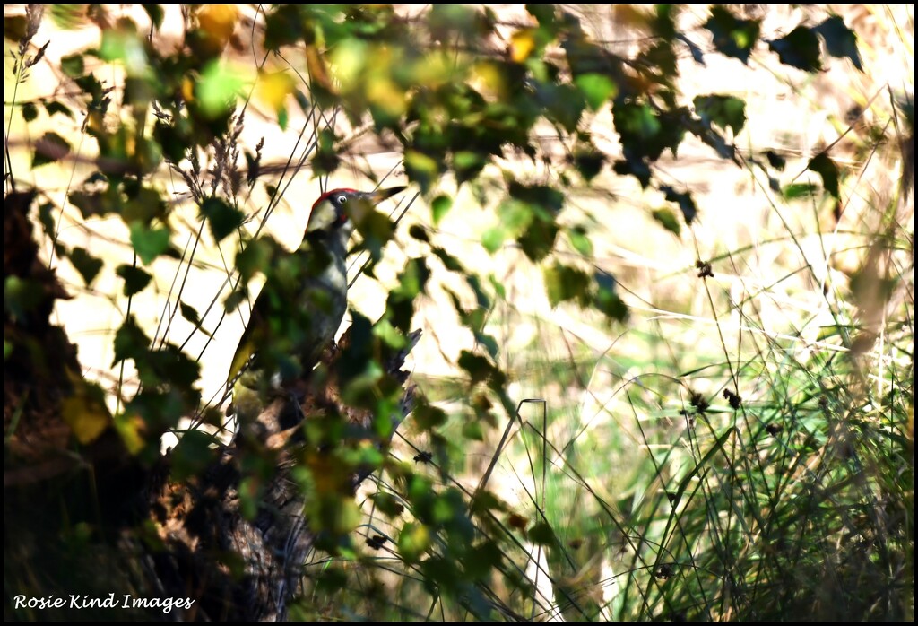 green woodpecker hiding from me by rosiekind