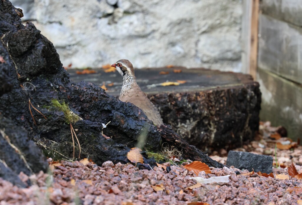 Partridge in the Garden by jamibann