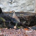 Partridge in the Garden