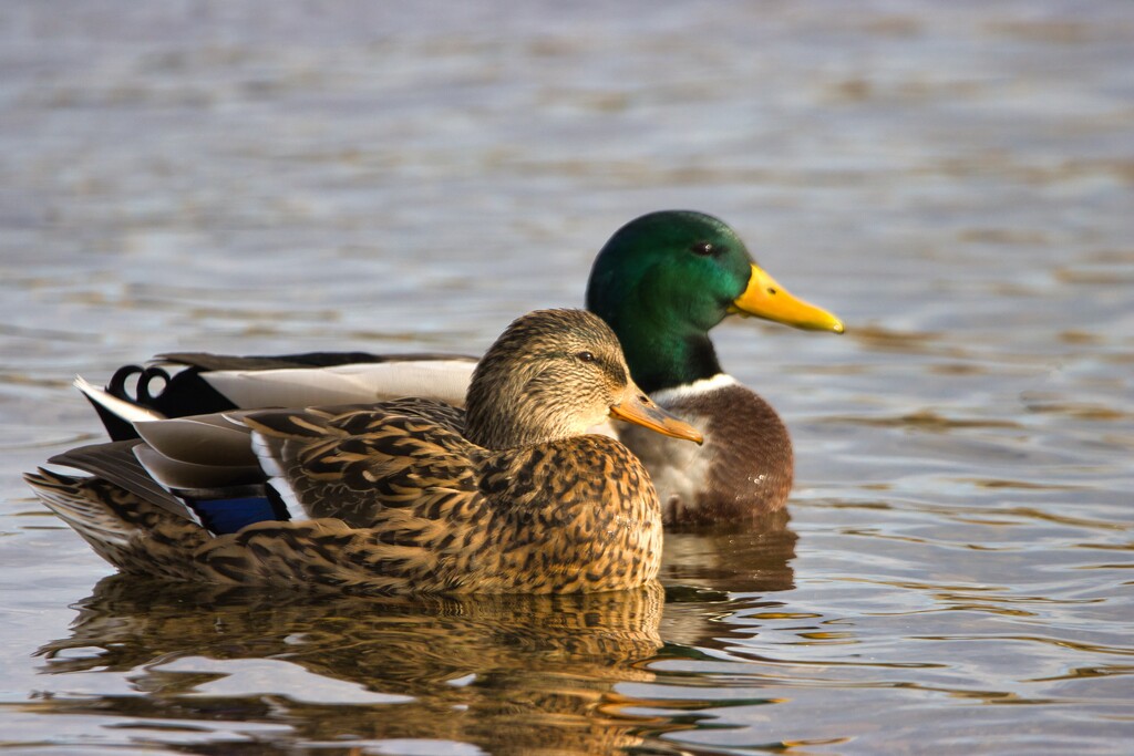 Mallards by okvalle