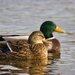 Mallards