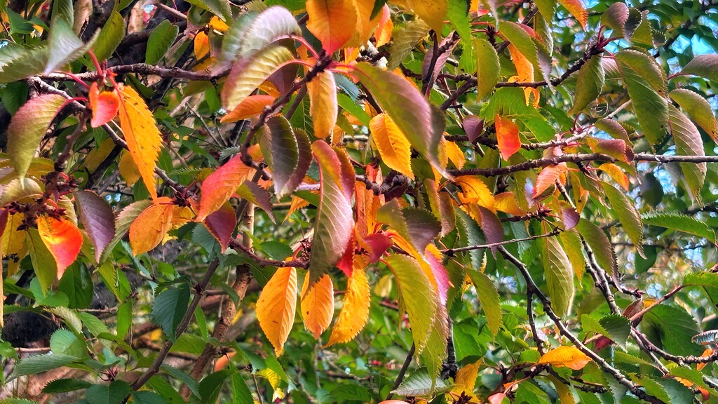 Autumn Colour by carole_sandford