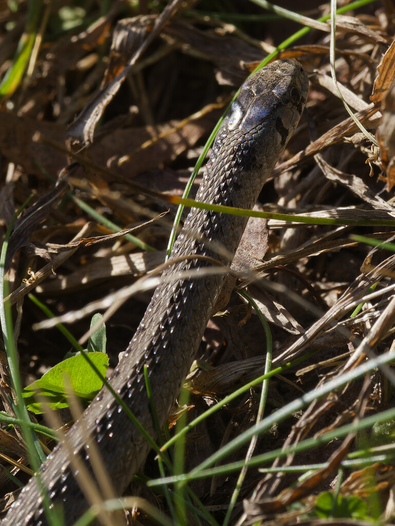 Dekay's brownsnake by rminer