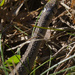 Dekay's brownsnake