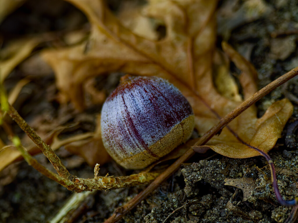 acorn by rminer