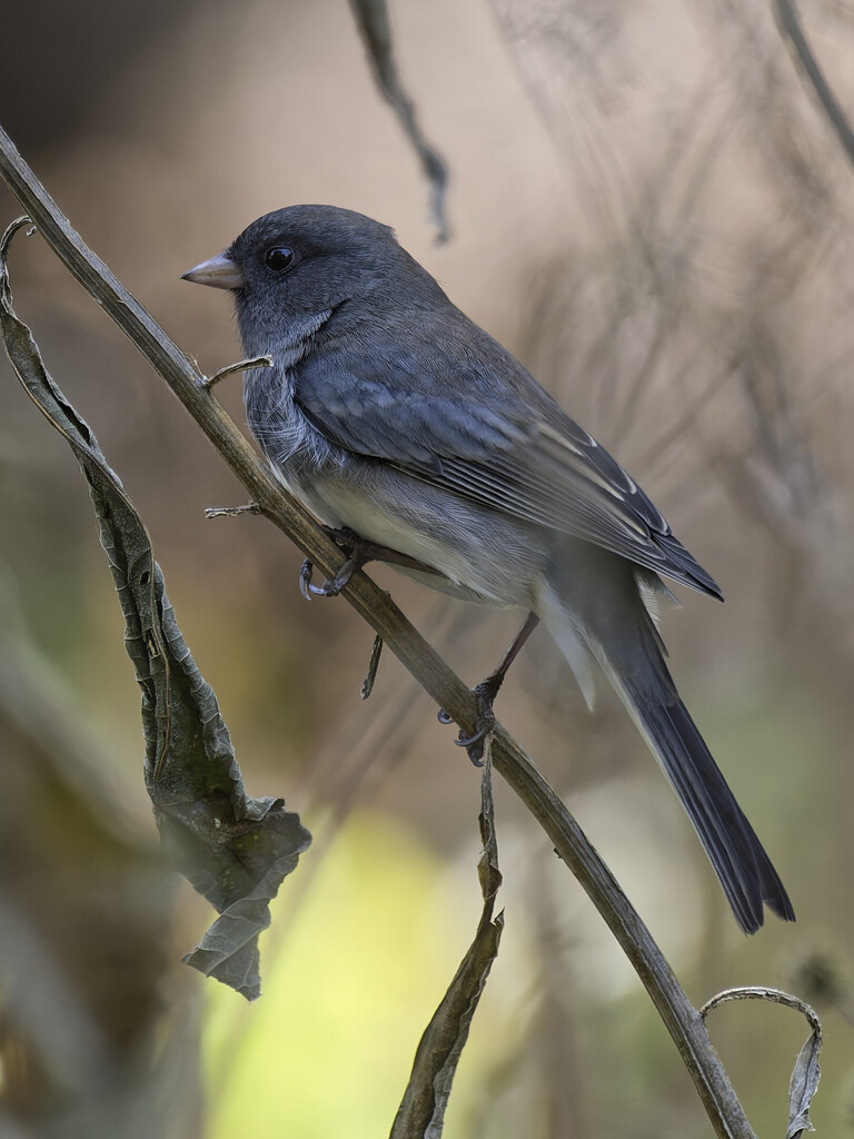 Dark-eyed Junco by rminer