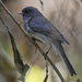 Dark-eyed Junco