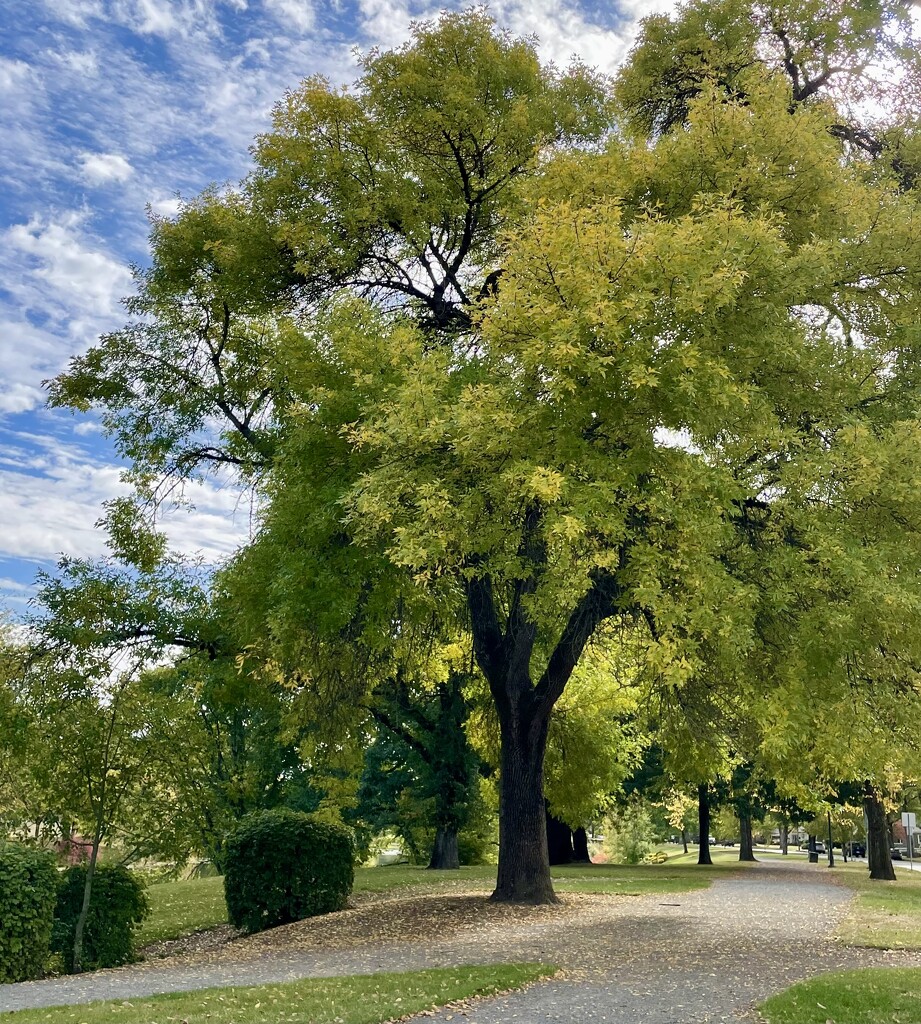 Lunch in the park by am2584