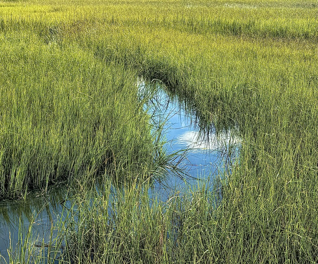 Tidal creek and marsh at high tide by congaree