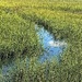 Tidal creek and marsh at high tide