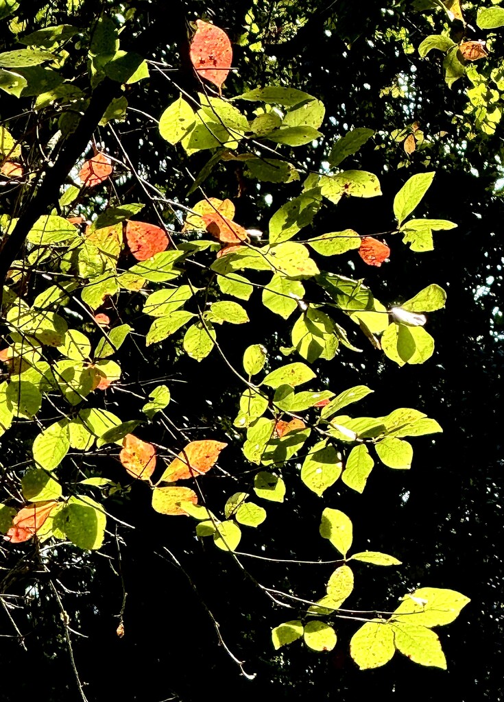 Autumn Light by congaree