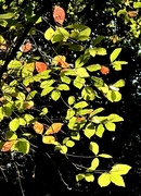 9th Oct 2024 - Autumn Light