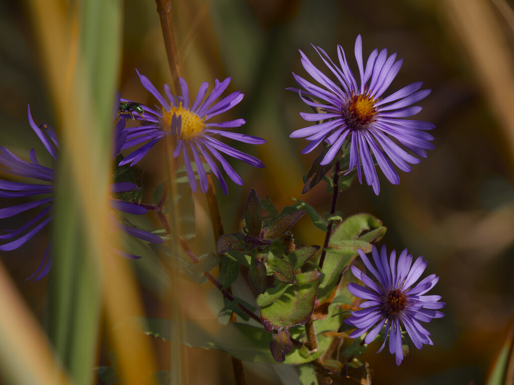 New England asters by rminer