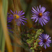 New England asters