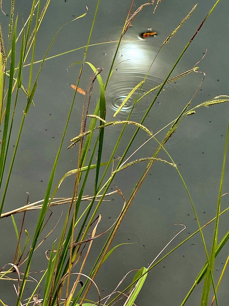 Along the banks of the pond by congaree