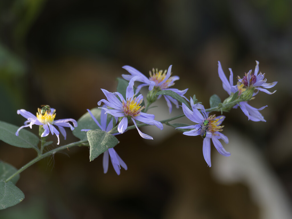 asters by rminer