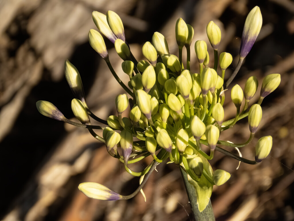 early buds by koalagardens