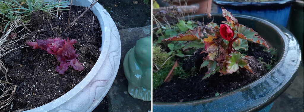 75% of the begonias have collapsed by anniesue