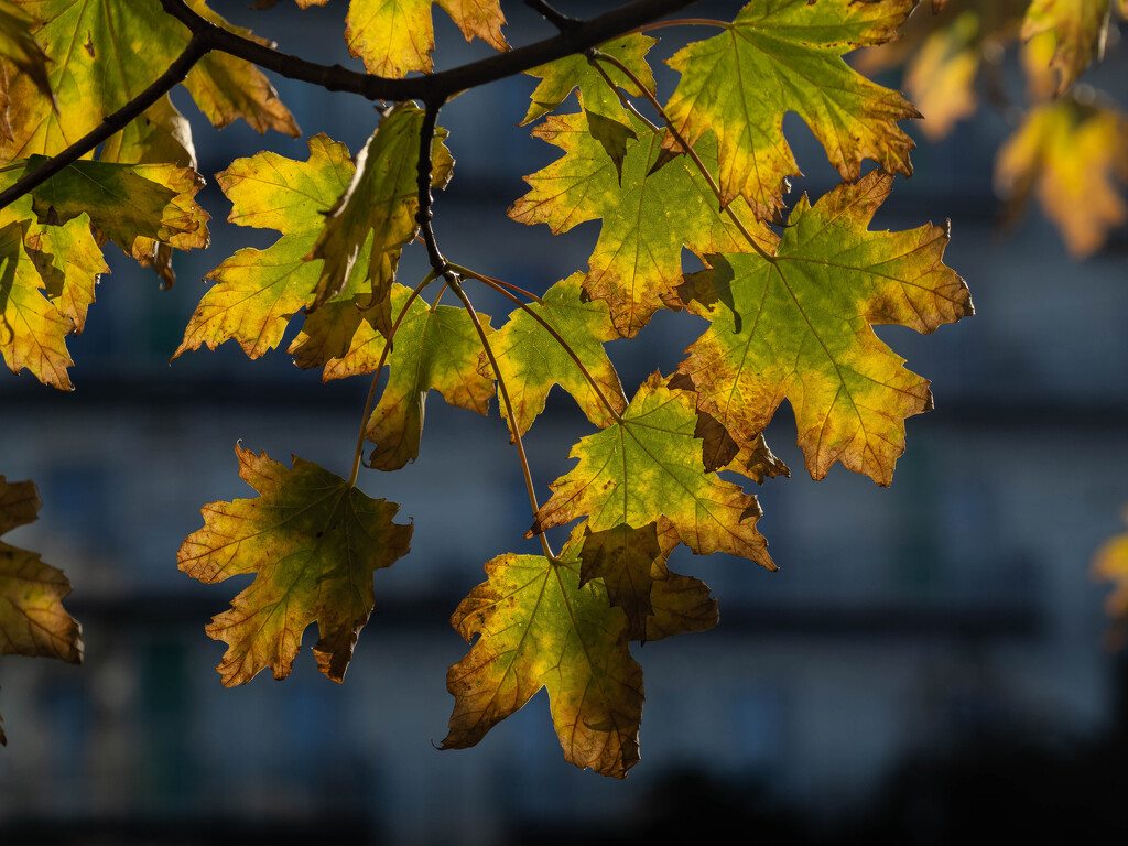 Tricolor leaves by haskar