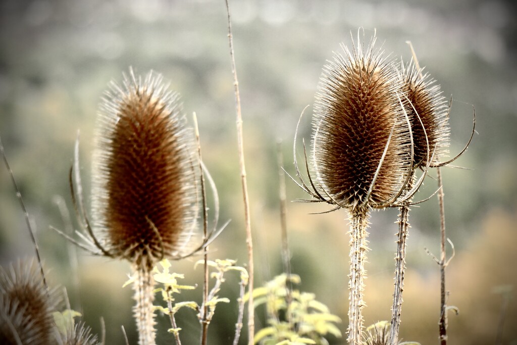 Wild Teasel by jmdeabreu